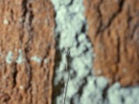 Ephialtes manifestator 3, female , Saxifraga-Pieter van Breugel