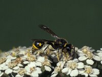 Eumenes papillarius 2, Urntjeswesp, male, Saxifraga-Frits Bink