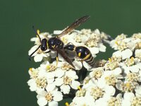 Eumenes papillarius 4, Urntjeswesp, male, Saxifraga-Frits Bink