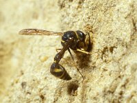 Eumenes papillarius 6, Urntjeswesp, Saxifraga-Pieter van Breugel