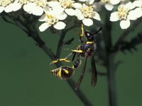 Eumenes papillarius 7, Urntjeswesp, male, Saxifraga-Frits Bink
