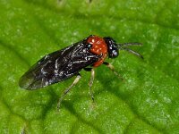 Eutomostethus ephippium D1965  Eutomostethus ephippium Diffelen op 24 mei 2013 : Naar Naturalis in 2013