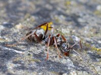 Formica fusca #00868 : Formica fusca, Grauwzwarte mier