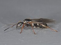 Formica fusca #08173 : Formica fusca, Grauwzwarte mier, Queen