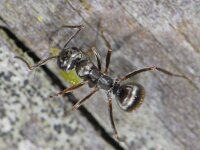 Formica fusca #06464 : Formica fusca, Grauwzwarte mier