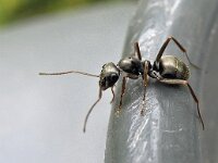 Formica fusca N0250 : Formica fusca, Zwartgrauwe wegmier