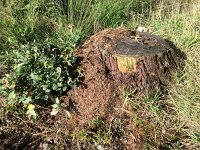 Formica truncorum 10, Stronkmier, Saxifraga-Mark Zekhuis