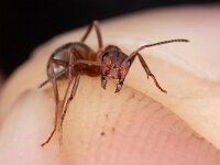 Formica truncorum 14, Stronkmier, Saxifraga-Luc Hoogenstein