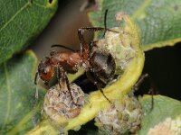 Formica truncorum 3, Stronkmier, Saxifraga-Ab H Baas