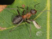Formica truncorum 4, Stronkmier, Saxifraga-Ab H Baas