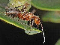 Formica truncorum 5, Stronkmier, Saxifraga-Ab H Baas