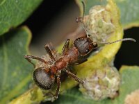 Formica truncorum 6, Stronkmier, Saxifraga-Ab H Baas