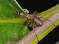 Formica truncorum 7, Stronkmier, Saxifraga-Ab H Baas