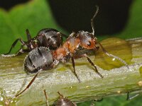 Formica truncorum 8, Stronkmier, Saxifraga-Ab H Baas