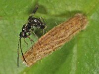 Gelis cf longicauda 3, Saxifraga-Ab H Baas