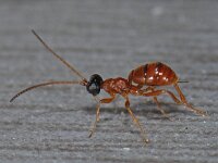 Gelis spec 01 #12320 : Gelis spec, female