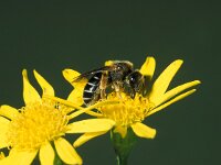 Halictus rubicundus 2, Roodpotige groefbij, female, Saxifraga-Frits Bink