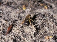 Halictus rubicundus 4, Roodpotige groefbij, Saxifraga-Pieter van Breugel