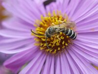 Halictus scabiosae 10, Breedbandgroefbij, Saxifraga-Tom Heijnen