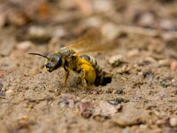 breedbandgroefbij  breedbandgroefbij graaft gaatje in de bodem : Halictus scabiosae