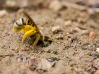 breedbandgroefbij  breedbandgroefbij graaft gaatje in de bodem : Halictus scabiosae