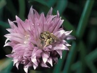 Halictus tumulorum 2, Parkbronsgroefbij, Saxifraga-Pieter van Breugel