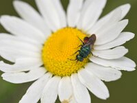 Hedychrum 3, sp Saxifraga-Tom Heijnen