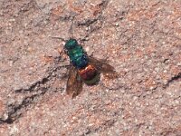 Hedychrum nobile 4, Zandgoudwesp, male, Saxifraga-Frits Bink