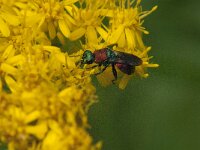 Hedychrum nobile 6, Saxifraga-Jan van der Straaten