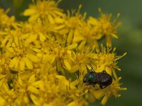 Hedychrum nobile 7, Saxifraga-Jan van der Straaten