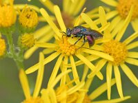 Hedychrum rutilans 2, Saxifraga-Tom Heijnen