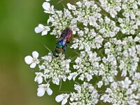Hedychrum rutilans 4, Saxifraga-Tom Heijnen