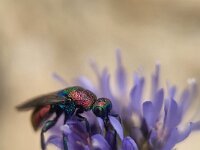 Hedychrum rutilans 5, Saxifraga-Ben Delbaere