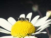 Heriades truncorum 2, Tronkenbij, female, Saxifraga-Frits Bink