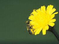 Heriades truncorum 3, Tronkenbij, female, Saxifraga-Frits Bink