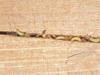 Heriades truncorum 4, Tronkenbij, Saxifraga-Frits Bink