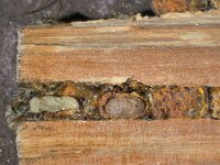 Heriades truncorum 5, Tronkenbij, nest with larvae, Saxifraga-Frits Bink