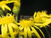 Heriades truncorum 7, Tronkenbij, Saxifraga-Pieter van Breugel
