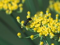 Hylaeus communis 2, Gewone maskerbij, female, Saxifraga-Frits Bink
