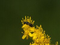 Hylaeus sp 2, Saxifraga-Jan van der Straaten