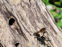 Isodontia mexicana 2, Mexicaanse zwartsteel, Saxifraga-Ben Delbaere