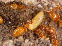 Lasius flavus 4, Gele weidemier-Luc Hoogenstein : Lunetten