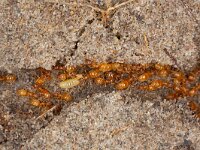 Lasius flavus 7, Gele weidemier-Luc Hoogenstein : Lunetten