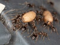 Lasius niger 14, Zwartbruine wegmier, Saxifraga-Luc Hoogenstein