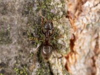 Lasius niger 16, Zwartbruine wegmier, Saxifraga-Luc Hoogenstein : Lunetten