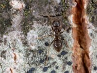 Lasius niger 17, Zwartbruine wegmier, Saxifraga-Luc Hoogenstein : Lunetten