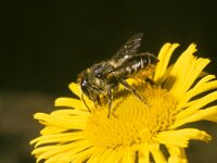 Megachile centuncularis 5, Tuinbladsnijder, female, Saxifraga-Pieter van Breugel