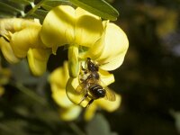 Megachile willughbiella 4, Grote bladsnijder, female, Saxifraga-Pieter van Breugel