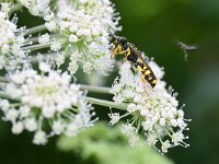 Mellinus arvensis 17, Gewone vliegendoder, Saxifraga-Tom Heijnen