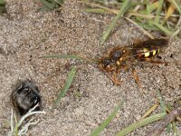 Nomada lathburiana 2, Roodharige wespbij, female, Saxifraga-Ab H Baas